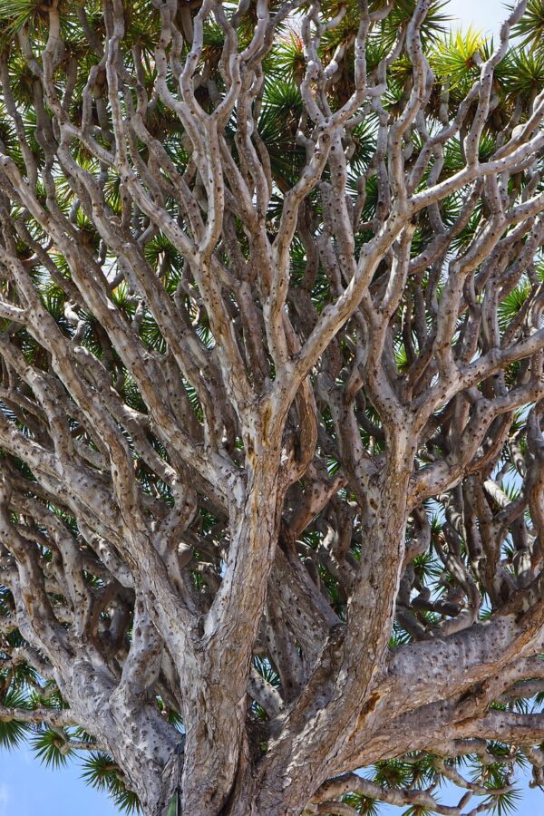 canarian dragon tree, dragon tree, dracaena draco