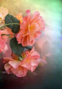 flower, flowers, rose flower