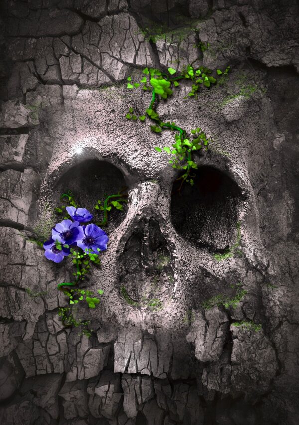 book cover, nature, fantasy