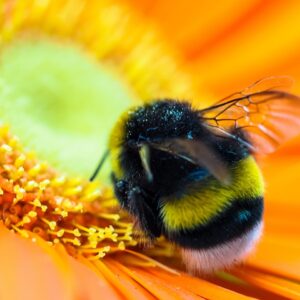 bumblebee, blossom, bloom