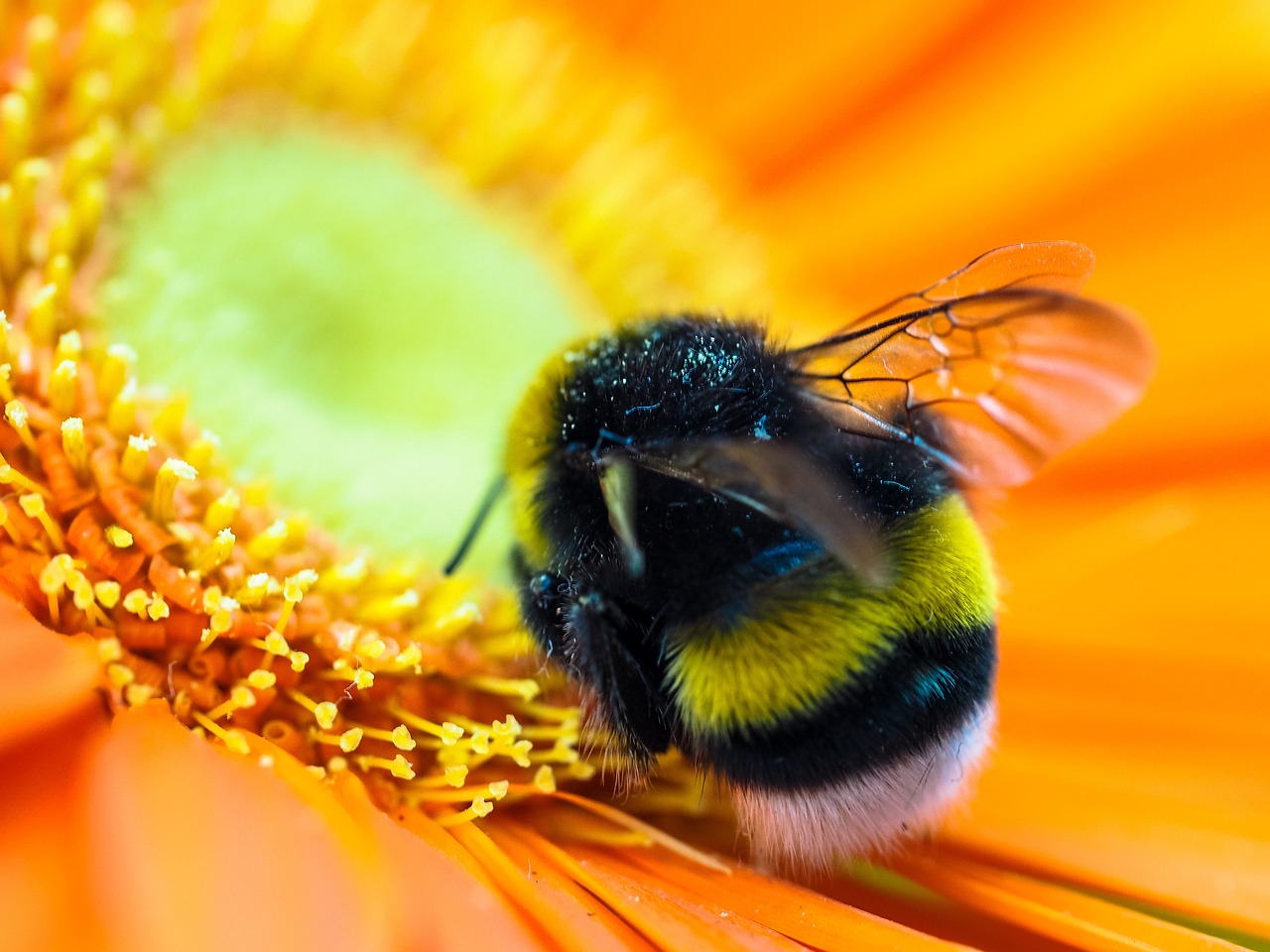 bumblebee, blossom, bloom