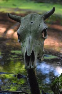 skull, nature, animal, viking museum, vikings, denmark